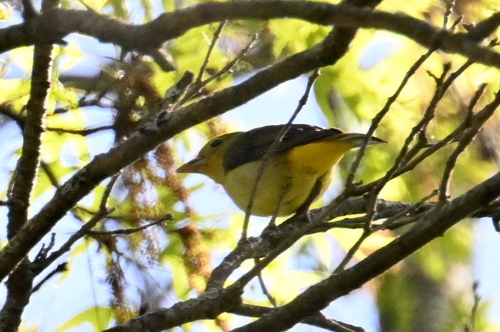 2025-05118002 Ipswitch River Wildlfe Sanctuary,  MA.JPG - Scarlet Tanager. Ipswitch River Wildlife Sanctuary,MA, 5-11-2025